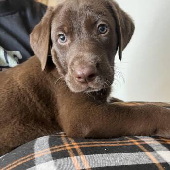 TEDDY, JAMIE & ROY -  Labrador Retriever and German Shepherd Dog Dog for Adoption - TEDDY, JAMIE & ROY | PetCurious