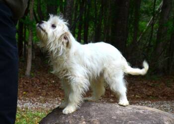 Maltese and Poodle Dogs Available for Adoption in Willingboro, New Jersey - Stormy | PetCurious