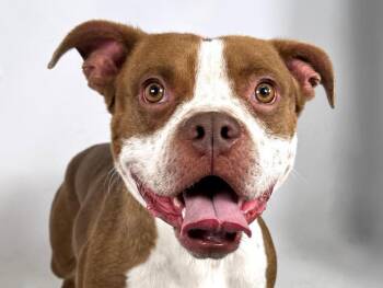 Rescue Pit Bull Terrier and Mixed Breed Dogs for Adoption in Loveland, Colorado - MOCHI | PetCurious