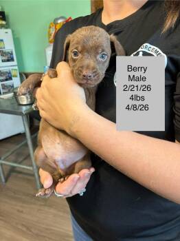 Terrier Dogs Available for Adoption in Colorado Springs, Colorado - Berry | PetCurious