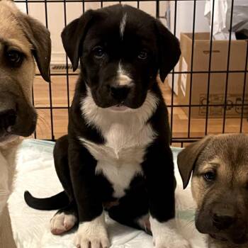 Mixed Breed Dogs Available for Adoption in Tacoma, Washington - Stone | PetCurious