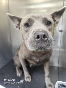 HELEN OF CHEWTOY -  American Staffordshire Terrier Dog for Adoption in San Antonio, Texas - HELEN OF CHEWTOY | PetCurious