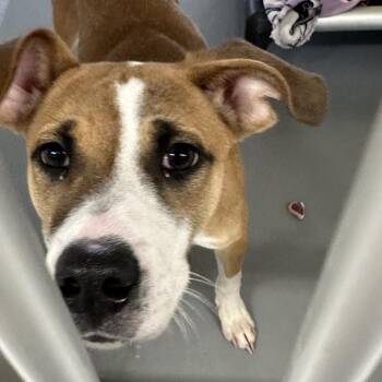 Mixed Breed Dogs Available for Adoption - Charley | PetCurious