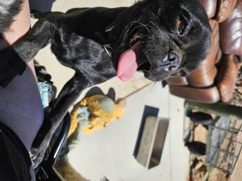 Mouse -  Pug Dog for Adoption in Phelan, California - Mouse | PetCurious