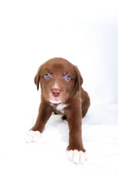 Rice Krispie -  Shepherd Dog Available for Adoption in Bixby, Oklahoma - Rice Krispie | PetCurious
