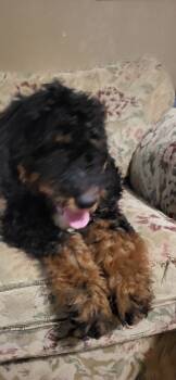 Back Tips -  Bernedoodle Dog for Sale in Sherman, Texas - Back Tips | PetCurious