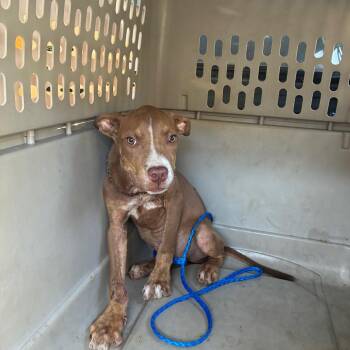 Watson -  Terrier and Mixed Breed Dog for Adoption in Montgomery, Alabama - Watson | PetCurious