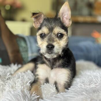 Rescue Chihuahua Dogs for Adoption in Morgan Hill, California - ARES | PetCurious