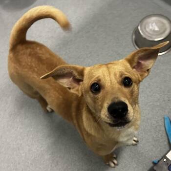 Magnet -  Feist Dog for Adoption in Spruce Pine, North Carolina - Magnet | PetCurious