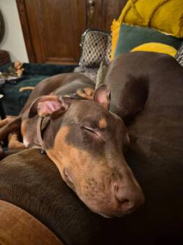 Rescue Doberman Pinscher Dogs for Adoption in Minneapolis, Minnesota - Kinsey | PetCurious