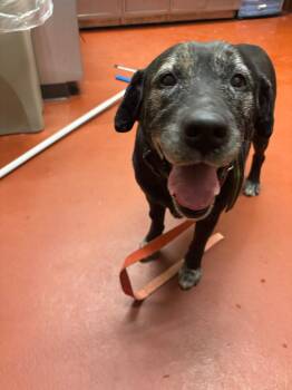 Labrador Retriever Dogs Available for Adoption - Serena | PetCurious