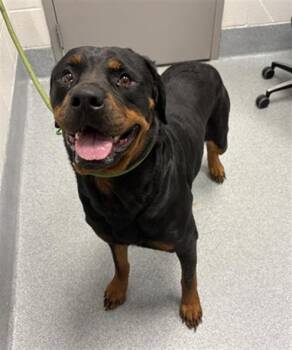 IZZY -  Rottweiler Dog for Adoption in Indianapolis, Indiana - IZZY | PetCurious