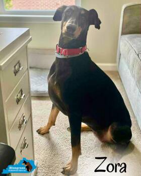 Rescue Doberman Pinscher Dogs for Adoption in Louisville, Kentucky - Zora | PetCurious
