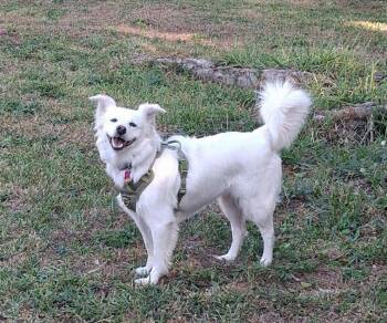 American Eskimo Dog Dogs Available for Adoption in Aloma, Florida - Luna | PetCurious