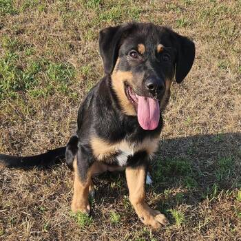 Hazel D12603 -  German Shepherd Dog and Great Pyrenees Dog for Adoption - Hazel D12603 | PetCurious