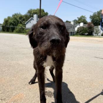Hehe -  Terrier Dog for Adoption in Columbia, South Carolina - Hehe | PetCurious
