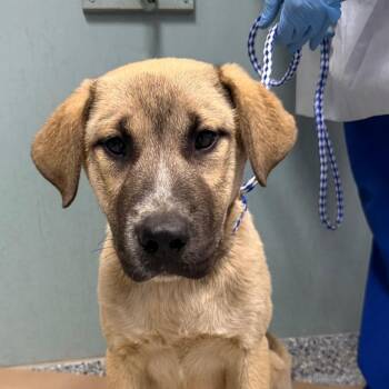 German Shepherd Dog Dogs Available for Adoption in Greenville, South Carolina - Lemon | PetCurious