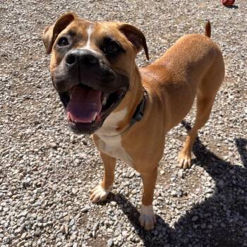 Mixed Breed Dogs Available for Adoption in Fairport, New York - Xena | PetCurious