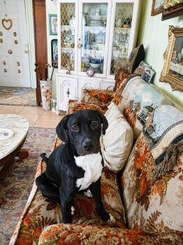 Labrador Retriever and Australian Cattle Dog Blue Heeler Dogs Available for Adoption in Las Vegas, Nevada - Diesel | PetCurious