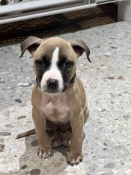 Rescue Rhodesian Ridgeback Dogs for Adoption in Tonawanda, New York - Leia | PetCurious