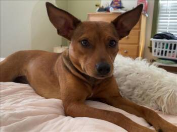 EMMA -  Chihuahua and German Shepherd Dog Dog for Adoption in Tulsa, Oklahoma - EMMA | PetCurious