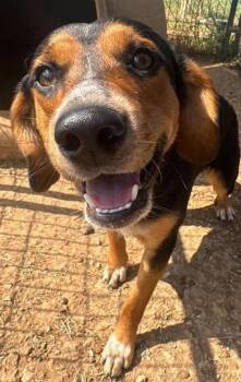 Jerry -  Beagle Dog for Adoption in Munfordville, Kentucky - Jerry | PetCurious