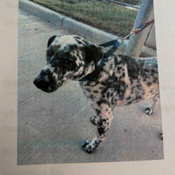 Mixed Breed Dogs Available for Adoption - Duke | PetCurious