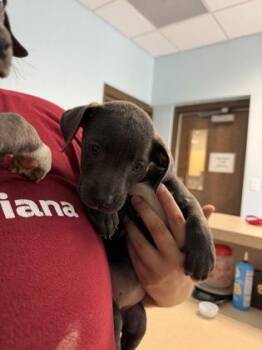 Darcy -  Mixed Breed Dog for Adoption in Munster, Indiana - Darcy | PetCurious