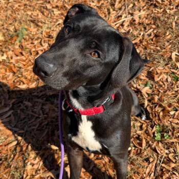 Sven -  Mixed Breed Dog for Adoption in Asheville, North Carolina - Sven | PetCurious