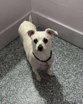 Chiweenie Dogs Available for Adoption in Las Vegas, Nevada - Baby Girl | PetCurious