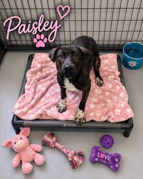 Mixed Breed Dogs Available for Adoption in Momence, Illinois - Paisley | PetCurious