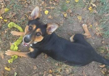 Rory -  German Shepherd Dog and Mixed Breed Dog for Adoption in Sherwood, Arkansas - Rory | PetCurious