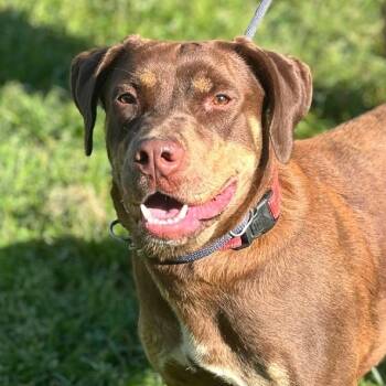 Rescue Mixed Breed Dogs for Adoption in Huntington, West Virginia - Lydia | PetCurious