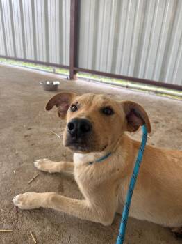 Davis -  Mixed Breed Dog Available for Adoption in Sapulpa, Oklahoma - Davis | PetCurious