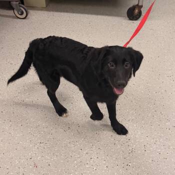 Shadow -  Mixed Breed Dog for Adoption in Indianapolis, Indiana - Shadow | PetCurious