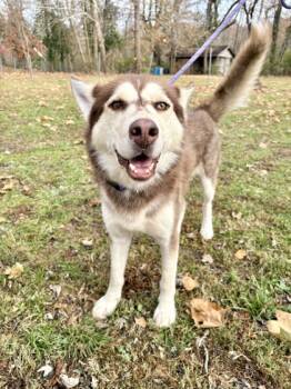 Rescue Husky and Mixed Breed Dogs for Adoption in Morton Grove, Illinois - Bodhi | PetCurious