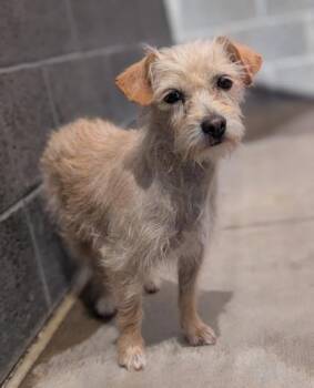 Terrier and Mixed Breed Dogs Available for Adoption - 60731640 | PetCurious