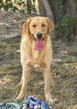 Labrador Retriever and Golden Retriever Dogs Available for Adoption in Jacksonville, Florida - Ryder | PetCurious