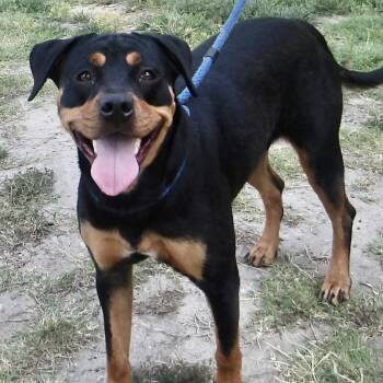Vilolet -  Rottweiler Dog for Adoption in Gloucester, Virginia - Vilolet | PetCurious