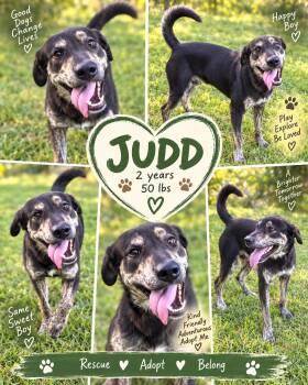 Judd -  Catahoula Leopard Dog and Labrador Retriever Dog for Adoption in Jackson, Tennessee - Judd | PetCurious
