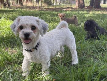 Opal -  Shih Tzu and Terrier Dog for Adoption in Evergreen, Colorado - Opal | PetCurious
