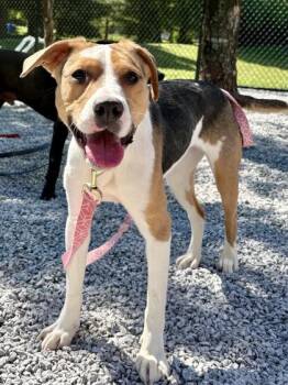 Mixed Breed Dogs Available for Adoption in Cincinnati, Ohio - Bailey | PetCurious
