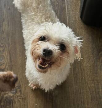 Deb -  Maltese Dog for Adoption in Washington, District Of Columbia - Deb | PetCurious