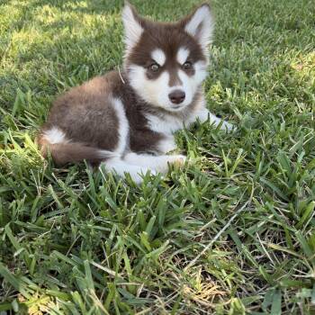 Sina -  Husky Dog for Adoption in Sumter, South Carolina - Sina | PetCurious