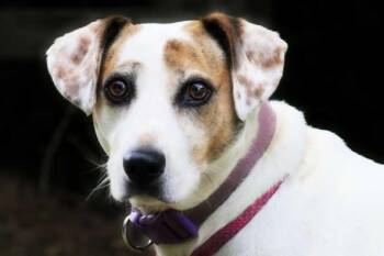 Rescue Jack Russell Terrier and Mixed Breed Dogs for Adoption in Stuarts Draft, Virginia - Princess | PetCurious