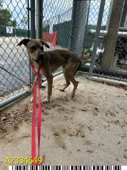 TYNAMO -  Mixed Breed Dog Available for Adoption in West Palm Beach, Florida - TYNAMO | PetCurious