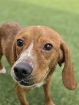 Maple -  Mixed Breed Dog for Adoption in Savannah, Georgia - Maple | PetCurious