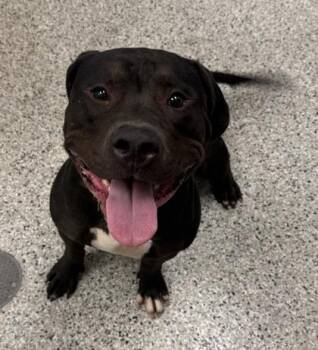 Buck -  Pit Bull Terrier and Mixed Breed Dog for Adoption in Kansas City, Missouri - Buck | PetCurious