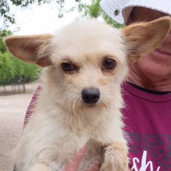 Chihuahua and Terrier Dogs Available for Adoption - Polly | PetCurious