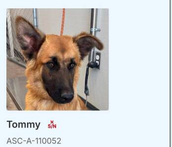 Tommy -  German Shepherd Dog Dog for Adoption in Suamico, Wisconsin - Tommy | PetCurious
